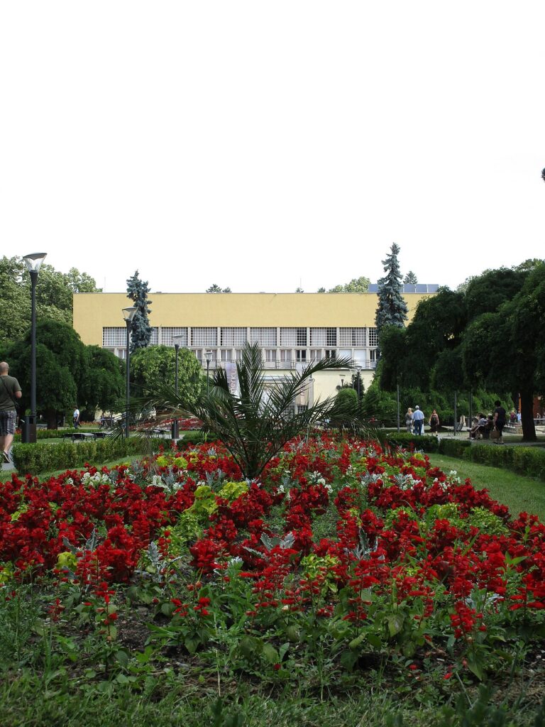 Décorer les parterres de jardin avec de l’échinacée - Vrnjačka Banja