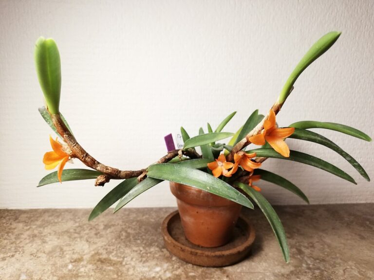6 façons de préparer un engrais naturel pour vos orchidées : méthodes simples et efficaces