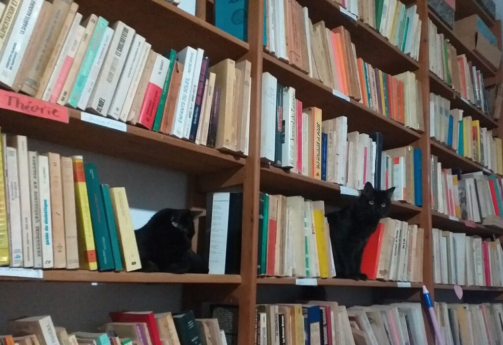 Le printemps 2020 avec IKEA - Chats en train de s'amuser à escalader la bibliothèque
