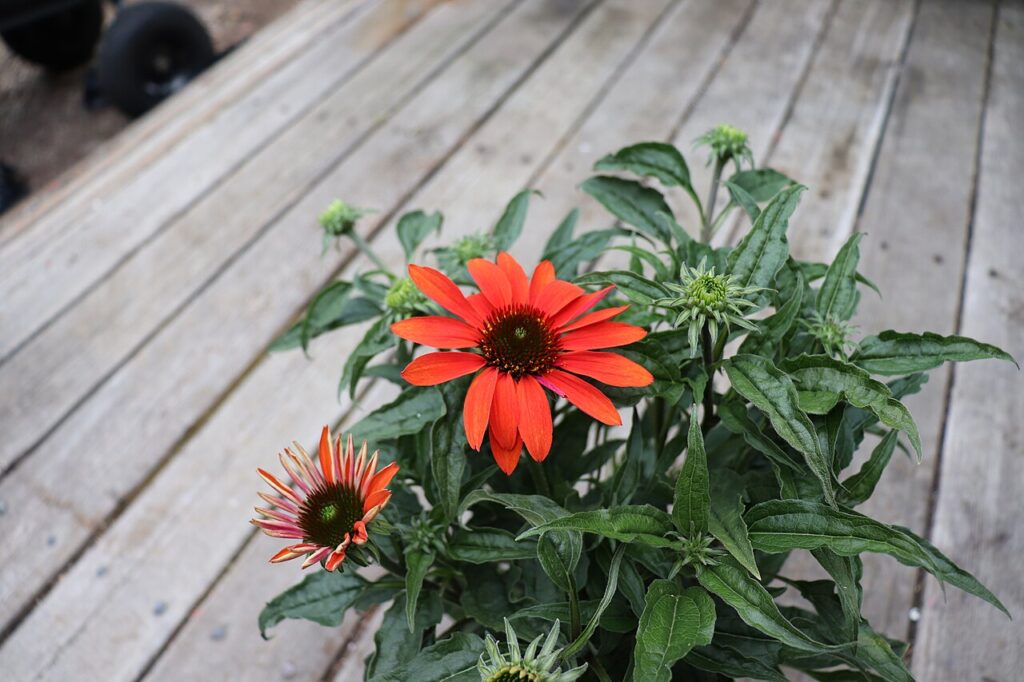 Haies fleuries au printemps - Echinacea 'Cheyenne Spirit' on April 28, 2018 in Santa Rosa, California.