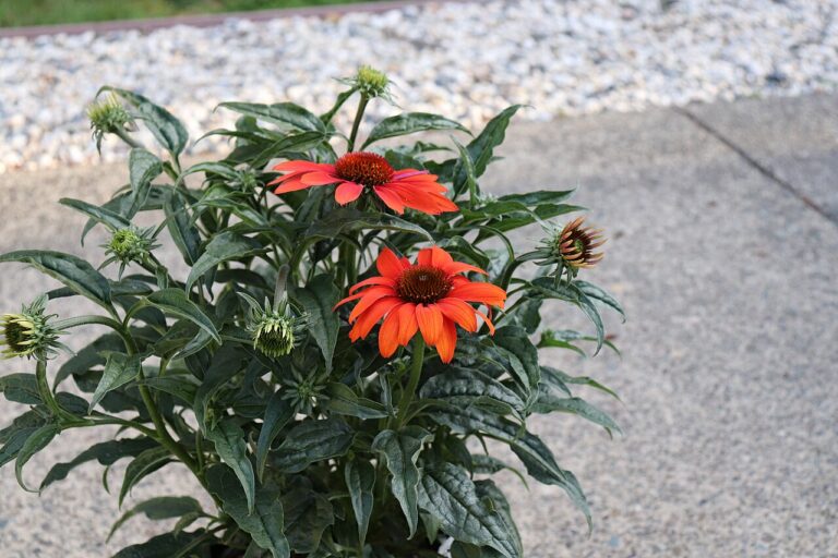 La salle de bain est le meilleur endroit pour ces plantes : découvrez pourquoi