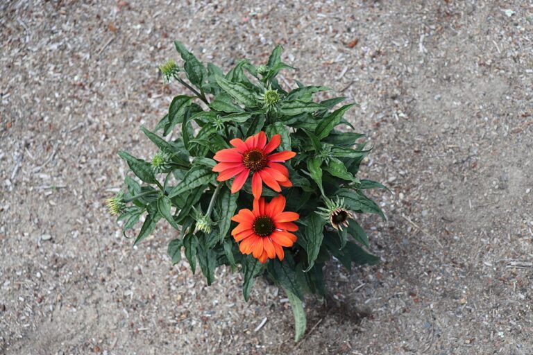 5 fleurs et plantes orange : transformez votre jardin en une explosion de couleurs