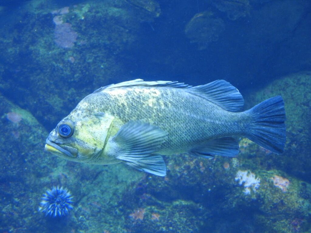 Sublimer son intérieur avec un Vase à décor aquatique! 20 idées inspirantes… - China Rockfish, Steinhart Aquarium
