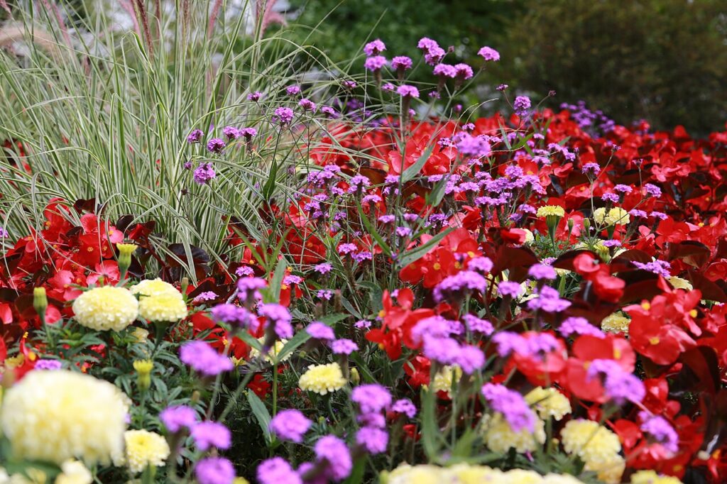 Un parterre de fleurs parfumé à la lavande - Colorfull flowers