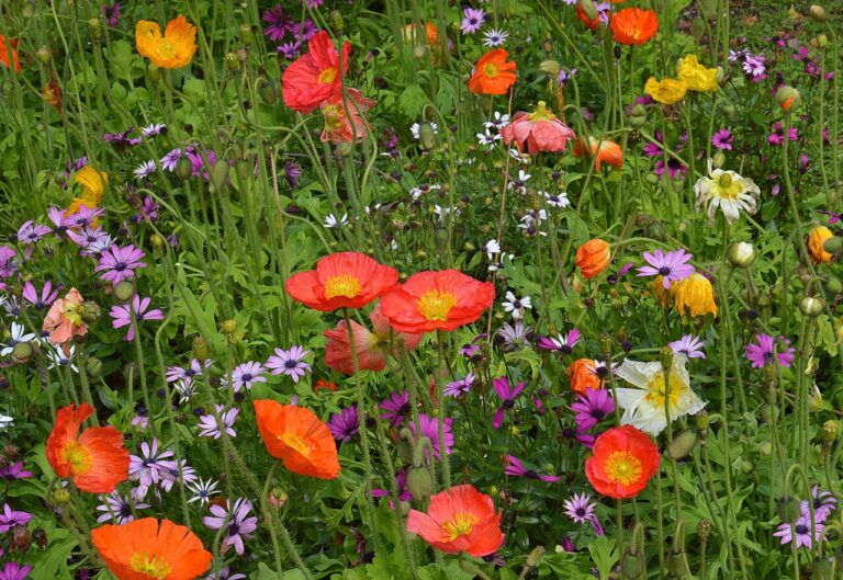 Parterres de fleurs d’été : des espèces résistantes à la chaleur pour un jardin toujours merveilleux
