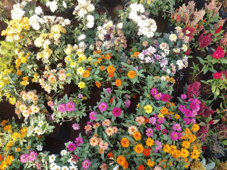 10 inspirations pour un parterre de fleurs magnifique pour le printemps