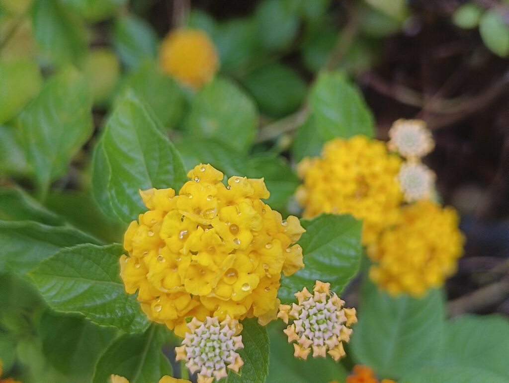 Boutures de lantana - A Common Lantana (Lantana camara), locally known as കൊങ്ങിണി, growing in Ponnani, Malappuram District, Kerala, India. The plant
