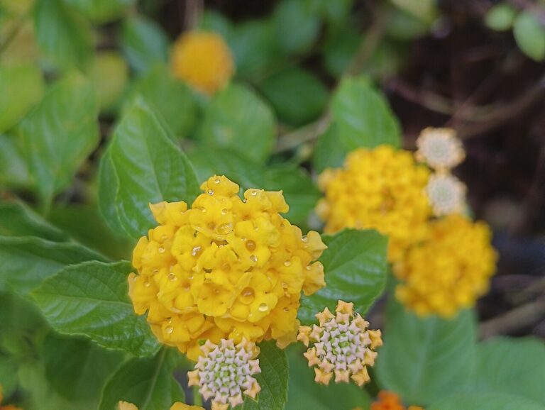 Boutures de lantana : voilà comment multiplier cette beauté dans votre jardin
