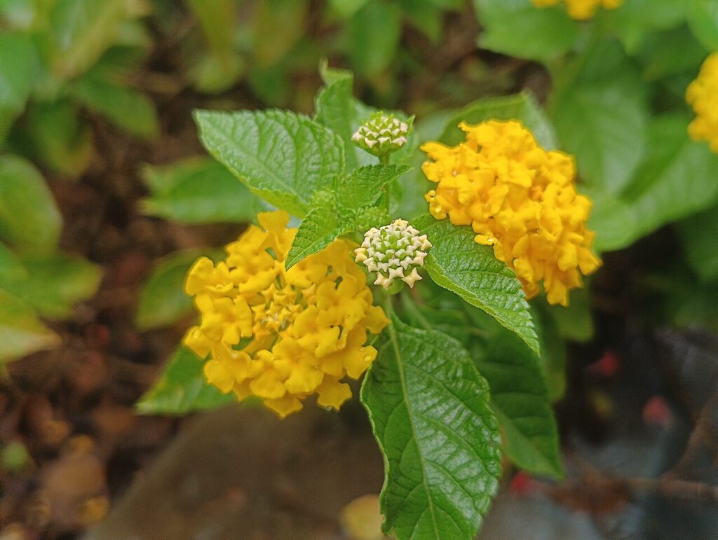 Boutures de lantana - A Common Lantana (Lantana camara), locally known as കൊങ്ങിണി, growing in Ponnani, Malappuram District, Kerala, India. The plant 