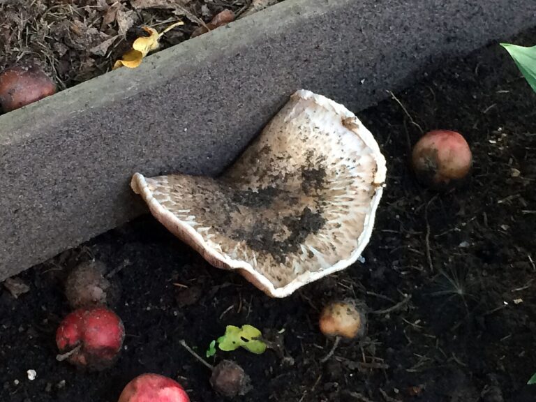 Engrais naturels : ne gaspillez plus les coquilles d’œuf, voici comment procéder