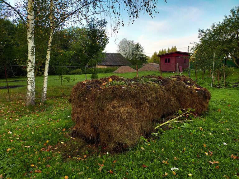 Le secret d’un jardin florissant : comment créer soi-même un engrais riche en azote