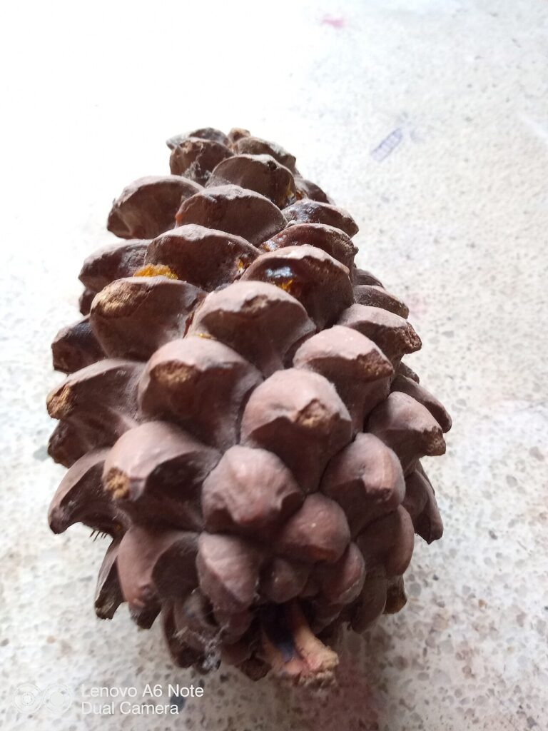 Pommes de pin et branches de sapin : 7 belles idées déco inspirantes