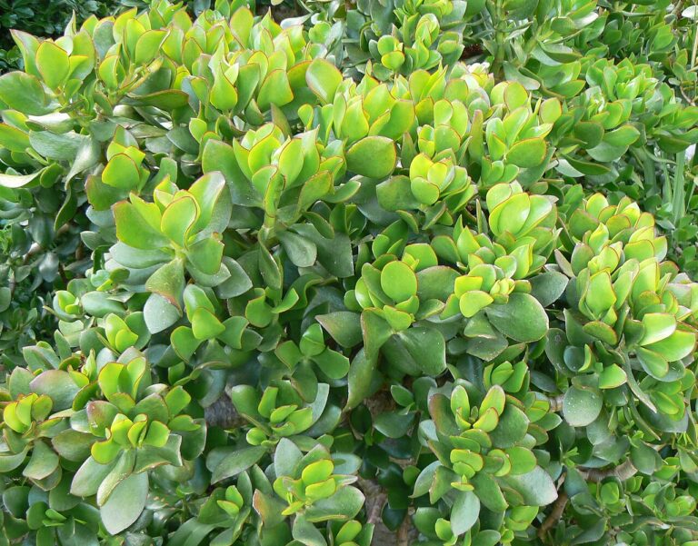 Arbre de jade : 5 astuces infaillibles pour une floraison spectaculaire
