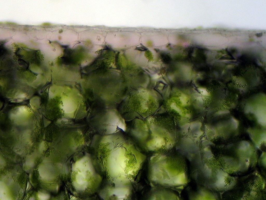 Arbre de jade - Crassula ovata , histology