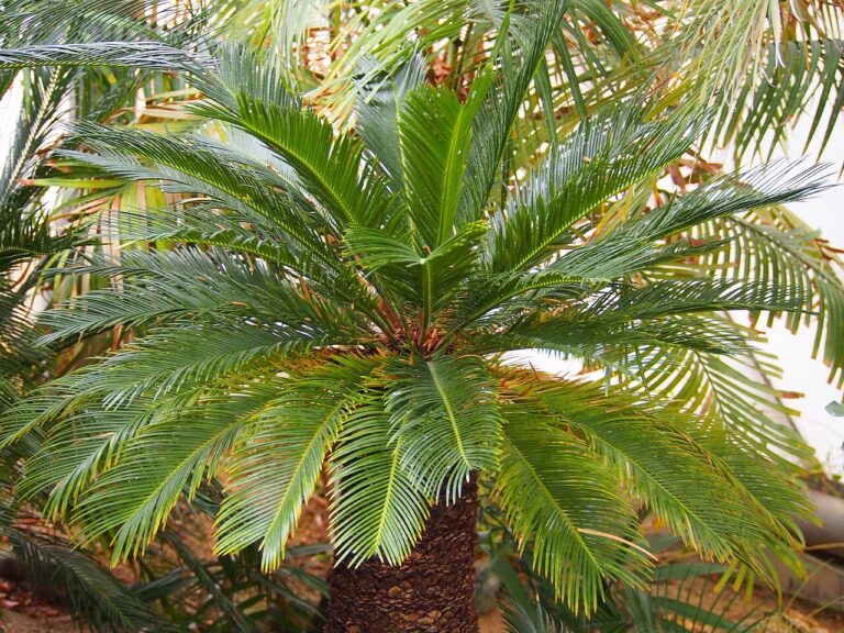 Cycas : photos et caractéristiques de cette belle plante facile à entretenir
