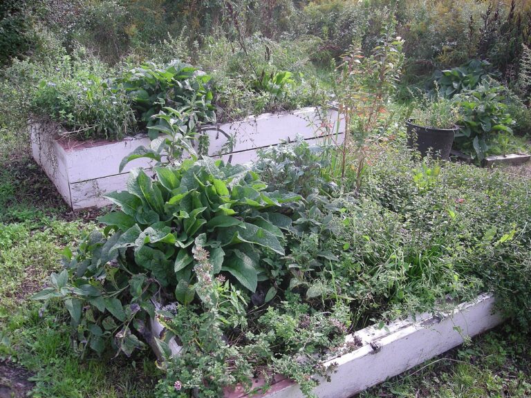 Les 5 plantes aromatiques les plus simples et savoureuses à cultiver sur le balcon