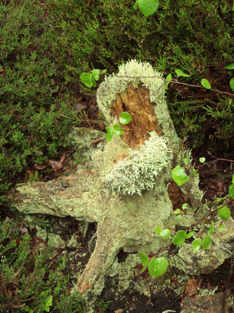 Un vase avec un tronc d’arbre pour décorer votre intérieur! 20 idées…