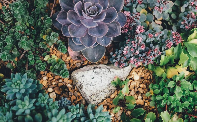 Tables basses super créatives décorées avec des plantes grasses : 9 belles idées pour trouver l’inspiration
