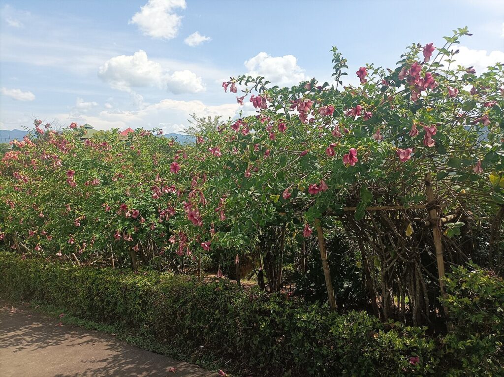 Voici 6 plantes à croissance rapide pour une haie à feuilles persistantes - Duranta hedge shrubs and other flowering plants in Kakching Garden, Uyok C