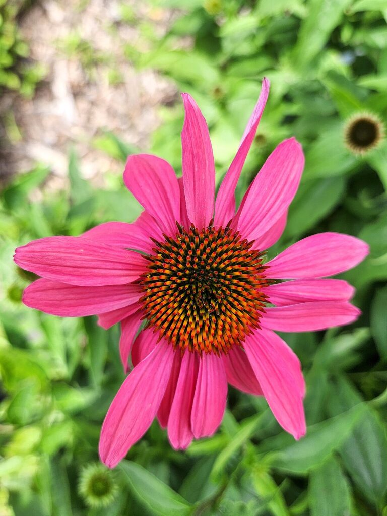 Décorer les parterres de jardin avec de l’échinacée - Échinacée pourpre