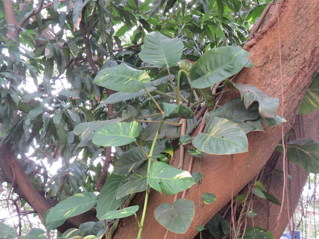 5 trucs de pro pour un Pothos digne d’une revue de jardinage - Epipremnum aureum, AJT Johnsingh. money plant IMG 9012