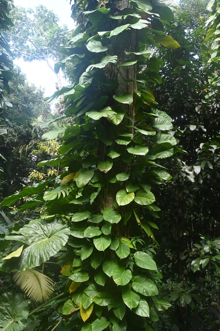 7 idées originales pour décorer votre maison avec le Pothos, cette belle plante d’intérieur