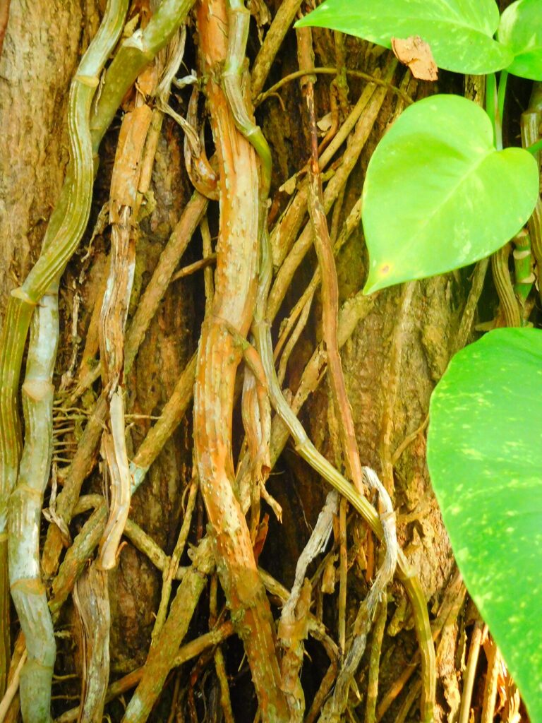 5 trucs de pro pour un Pothos digne d’une revue de jardinage - Plante de la forêt de douville en Guadeloupe. Liane du diable