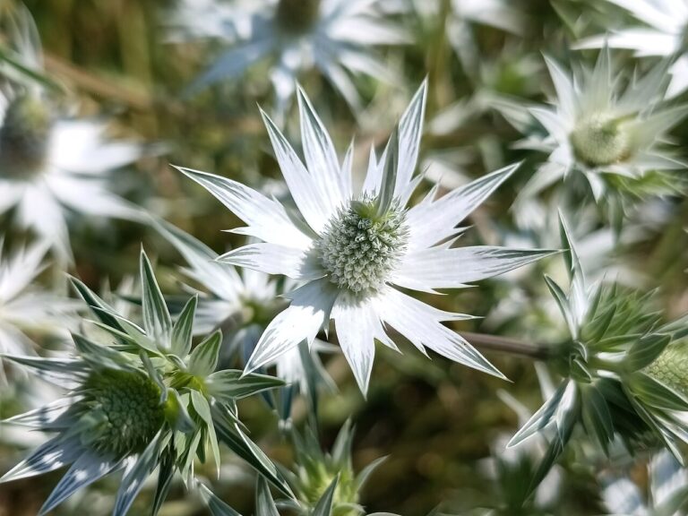 PANICAUT (Eryngium) : culture, plantation et soins pour un jardin charmant et fascinant