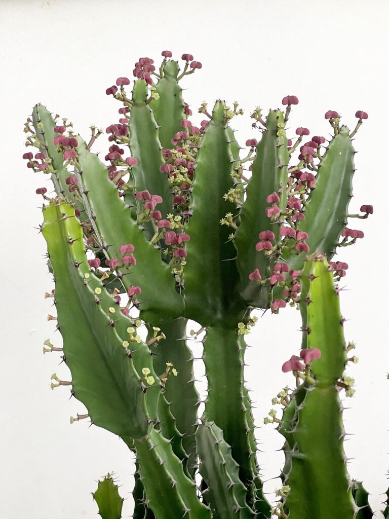 11 idées pour une déco murale originale avec des plantes grasses : inspirez-vous
