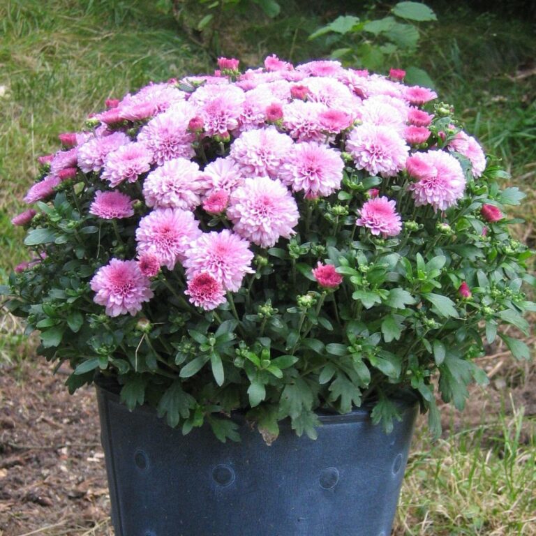Jardinières écologiques à faire soi-même : 25 idées incontournables pour embellir le jardin