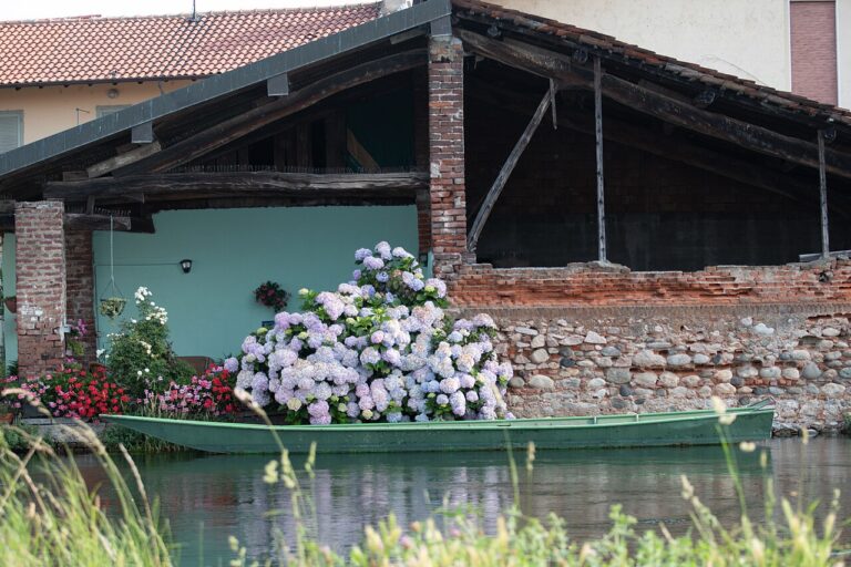 Hortensias en pots : 10 merveilleuses inspirations pour embellir le jardin