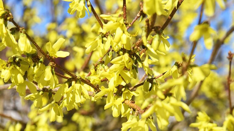 Multiplier les Forsythia par boutures : une touche de couleur intense pour votre jardin sans dépenser un centime