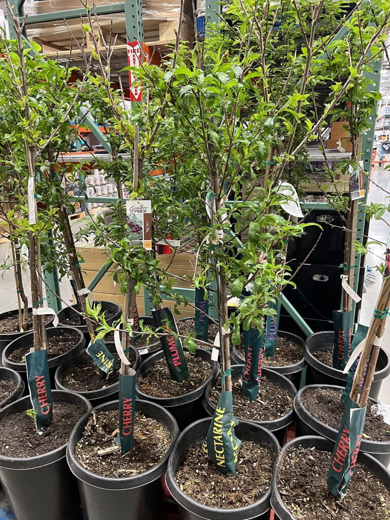 Quand et comment fertiliser vos orangers pour une récolte record - Fruit trees