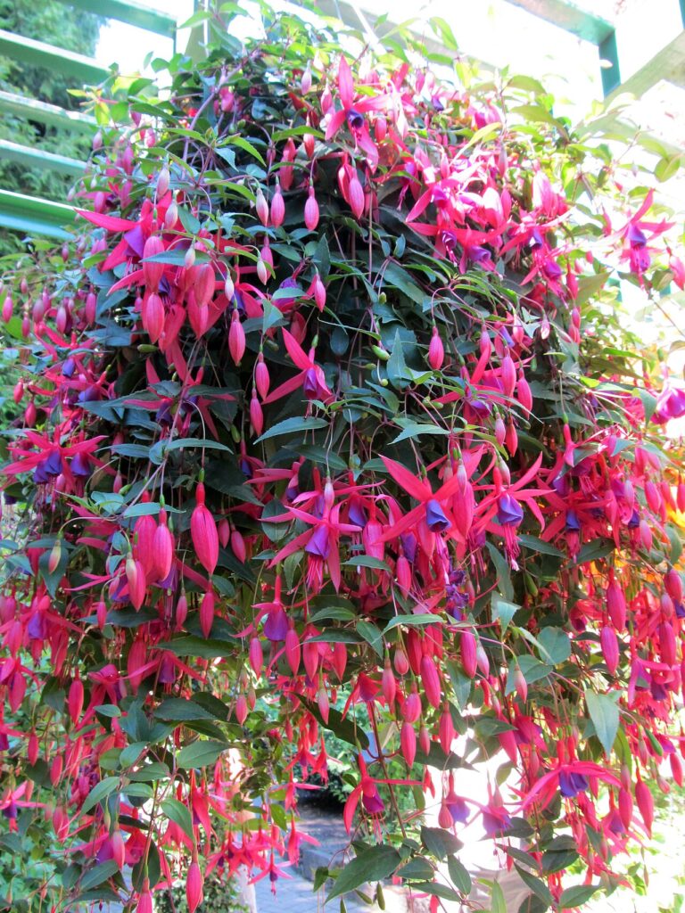 Plantes suspendues - Bi-coloured fuchsias with their pendulous flower heads cascade from this basket. I've grown them myself in my garden.