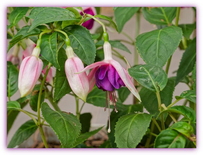 Plongez-vous dans le monde coloré du fuchsia : voici 9 variétés pour un jardin éblouissant