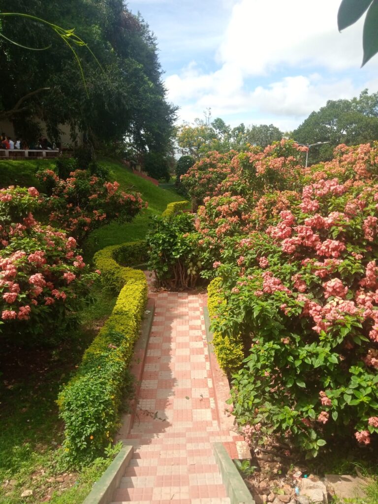 Photinia red robin pour une haie à croissance rapide d’un rouge éclatant qui sort de l’ordinaire - garden