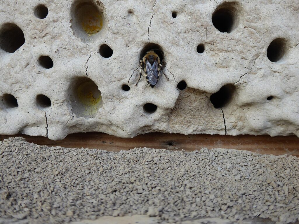 Fini les abeilles et les guêpes grâce à cette méthode naturelle - Gemeine Pelzbiene (Anthophora plumipes) in Insektenhotel