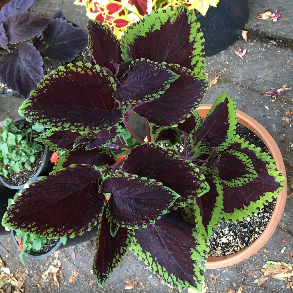 La caisse en bois « green » - Coleus 'Giant Exhibition Magma' on August 16, 2017 in Santa Rosa, Ca.