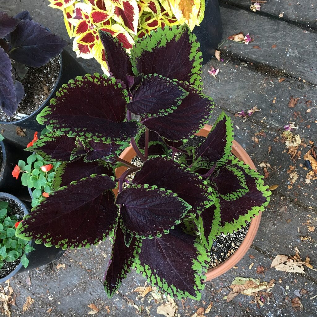 Plantes et pierres pour une rocaille magnifique - Coleus 'Giant Exhibition Magma' on August 16, 2017 in Santa Rosa, Ca.