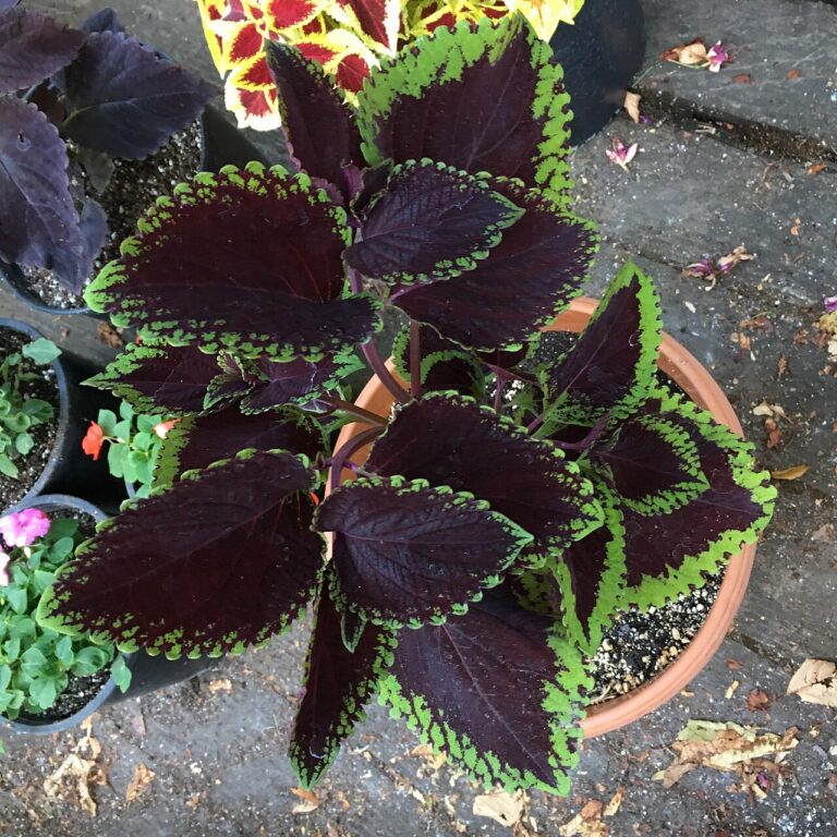 Boutures d’été faciles : 5 plantes pour un premier pas dans le monde du jardinage