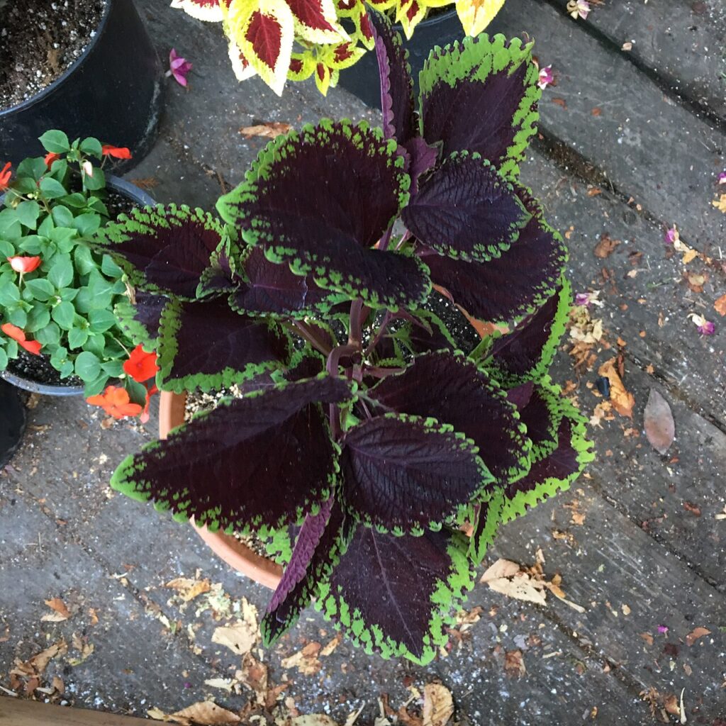 5 fleurs et plantes orange - Coleus 'Giant Exhibition Magma' on August 16, 2017 in Santa Rosa, Ca.