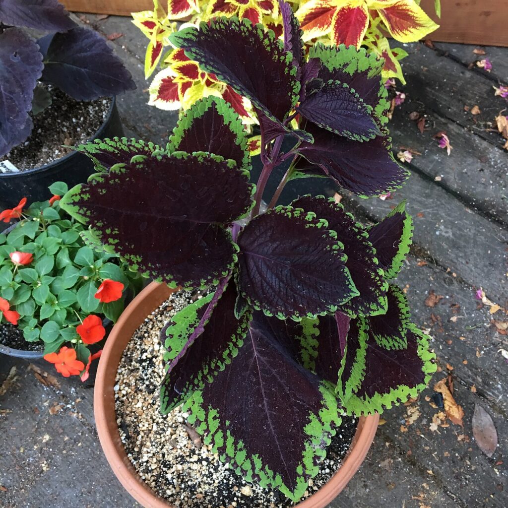 20 idées déco magnifiques avec des plantes! Laissez - Coleus 'Giant Exhibition Magma' on August 16, 2017 in Santa Rosa, Ca.