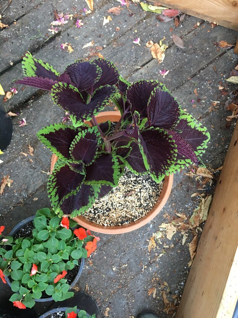10 plantes d’intérieur surprenantes qui poussent dans l’eau - Coleus 'Giant Exhibition Magma' on August 16, 2017 in Santa Rosa, Ca.