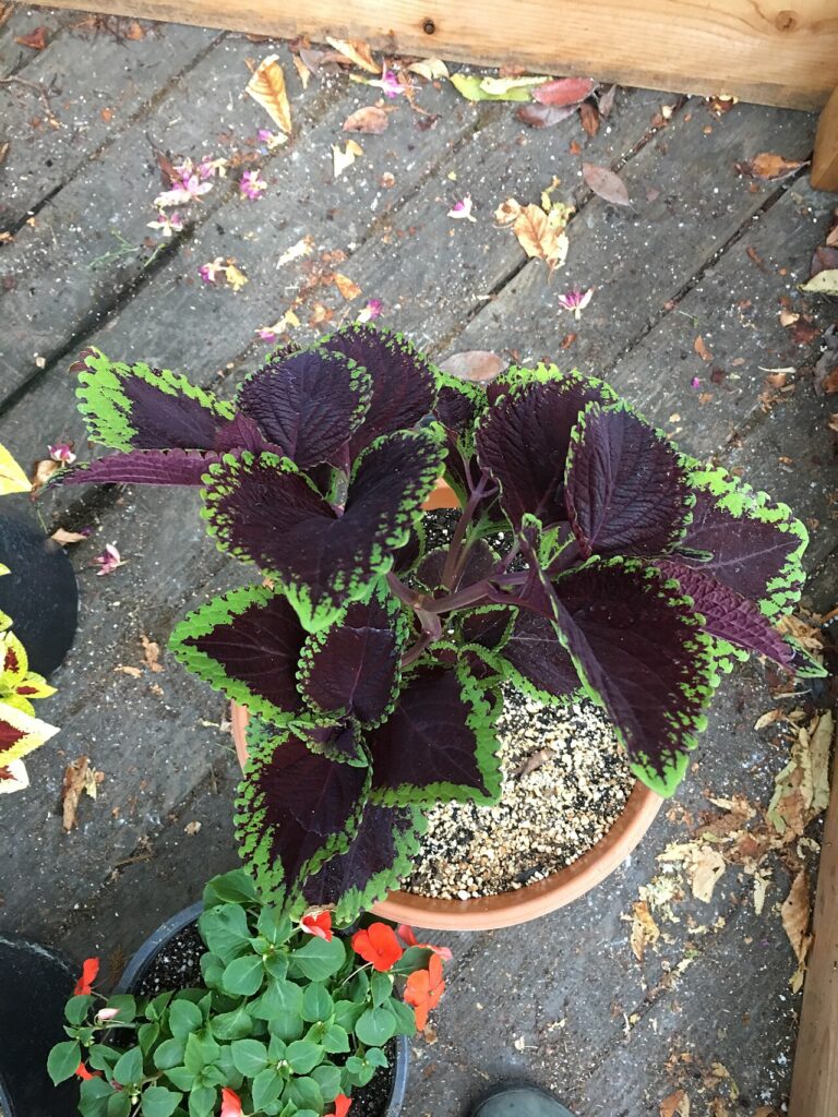 Bouturage printanier : 5 plantes pour commencer un jardin à partir de zéro