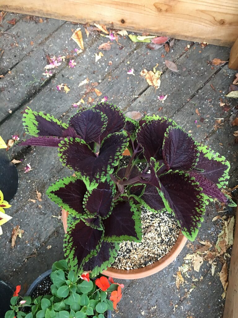 Plantes porte - Coleus 'Giant Exhibition Magma' on August 16, 2017 in Santa Rosa, Ca.