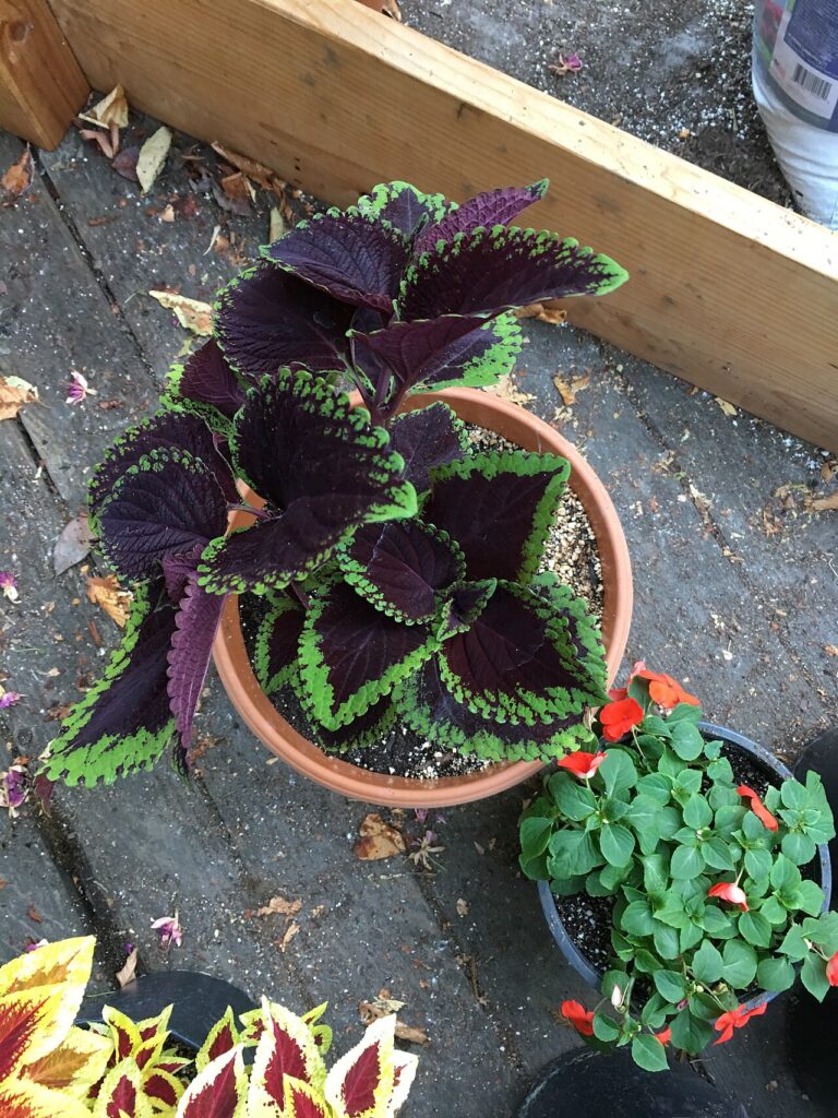 10 plantes d’intérieur surprenantes qui poussent dans l’eau - Coleus 'Giant Exhibition Magma' on August 16, 2017 in Santa Rosa, Ca.