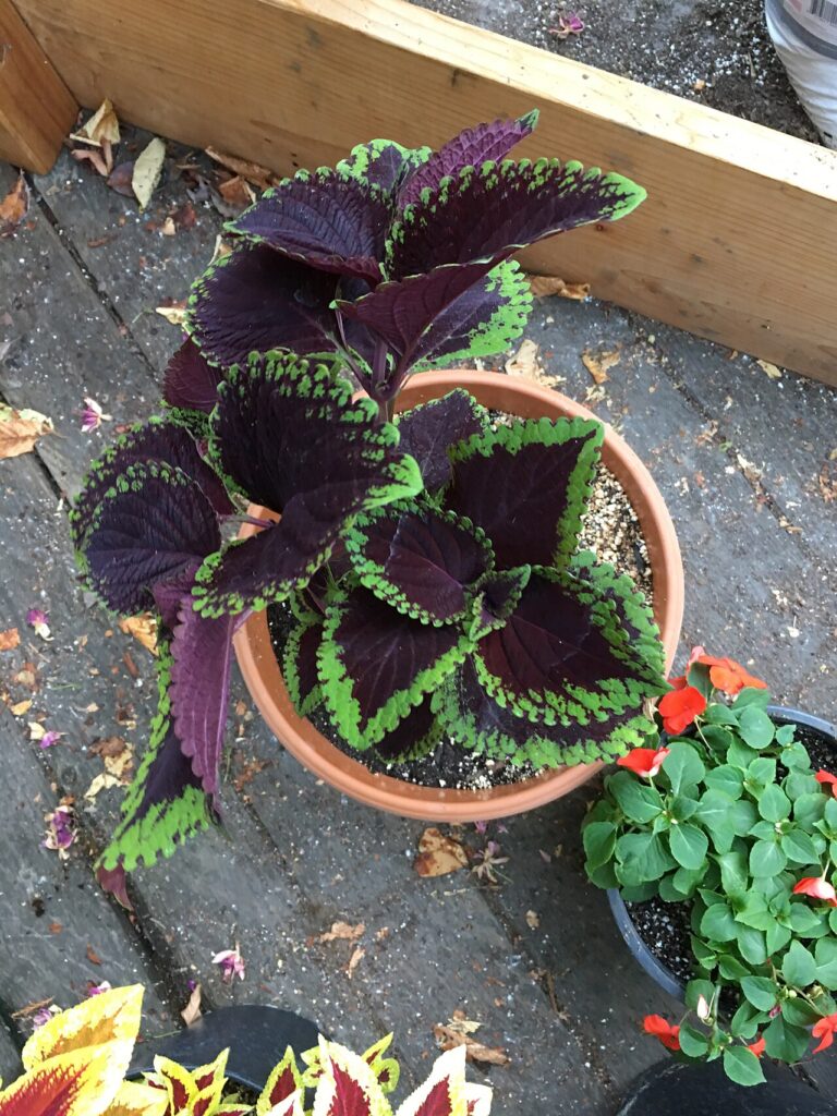 5 fleurs et plantes orange - Coleus 'Giant Exhibition Magma' on August 16, 2017 in Santa Rosa, Ca.