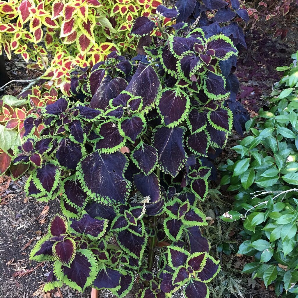 10 plantes d’intérieur surprenantes qui poussent dans l’eau - Coleus 'Giant Exhibition Magma' on October 27, 2017 in Santa Rosa, Ca. Soot from a recen