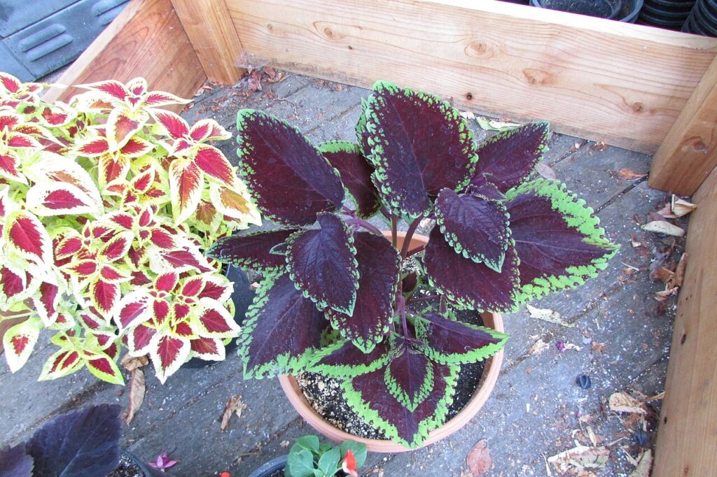 Terrasse et pare - Coleus 'Giant Exhibition Magma' on August 16, 2017 in Santa Rosa, Ca.