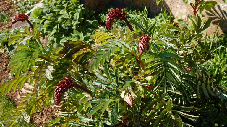 Jardin vertical d’extérieur : de merveilleuses idées à ne pas manquer